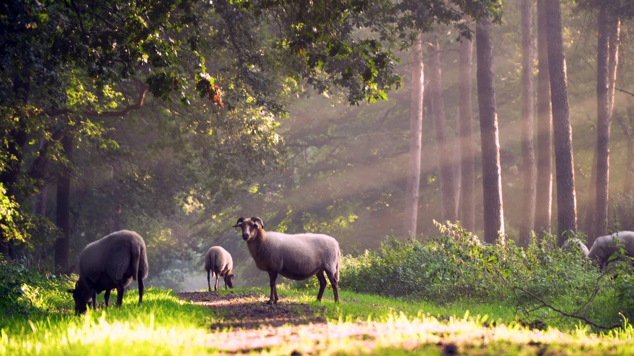 sheep Video 4k HDR