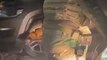 Militares resgatam raposa-do-campo que estava presa no motor de carro