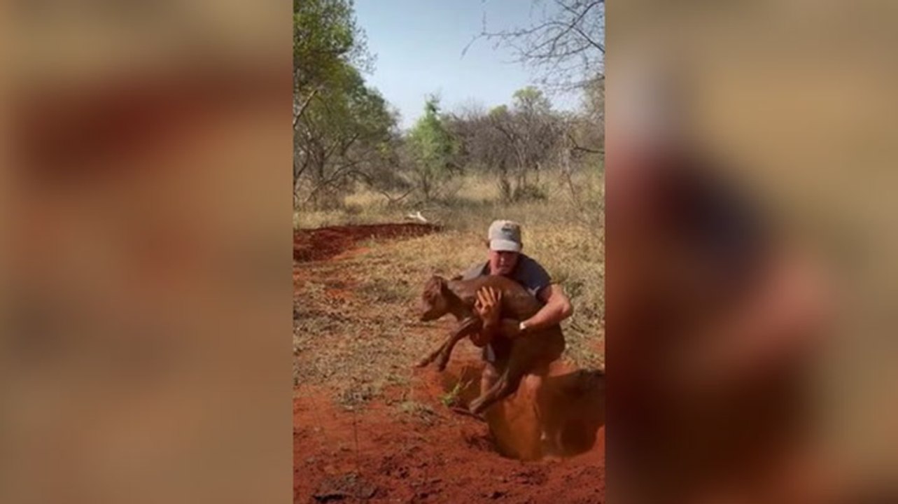 Moment ‘hero farmer’ saves newborn calf that got trapped down hole