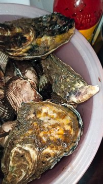 marisco fresco ostiones y patas de mula almeja negra alimento sacado de el mar