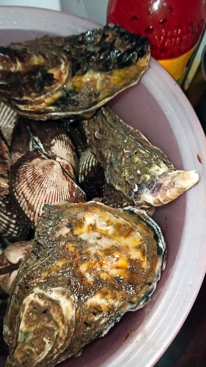 marisco fresco ostiones y patas de mula almeja negra alimento sacado de el mar