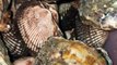 almejas negras pata de mula ostiones y marisco fresco recien pescado de el mar