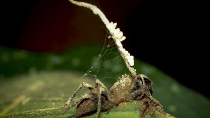 Vídeo | La ciencia detrás de ‘The Last of Us’, ¿de verdad podría Ellie salvar a la humanidad?