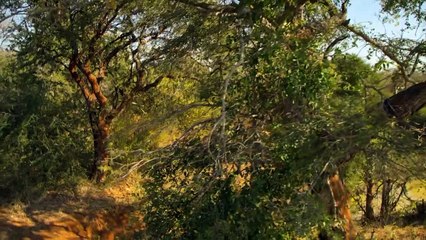 Weihnachten in der Wildnis (2019)