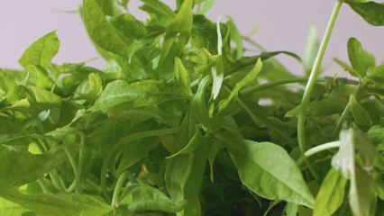 Everything You Need to Know About Sweet Potato Vine