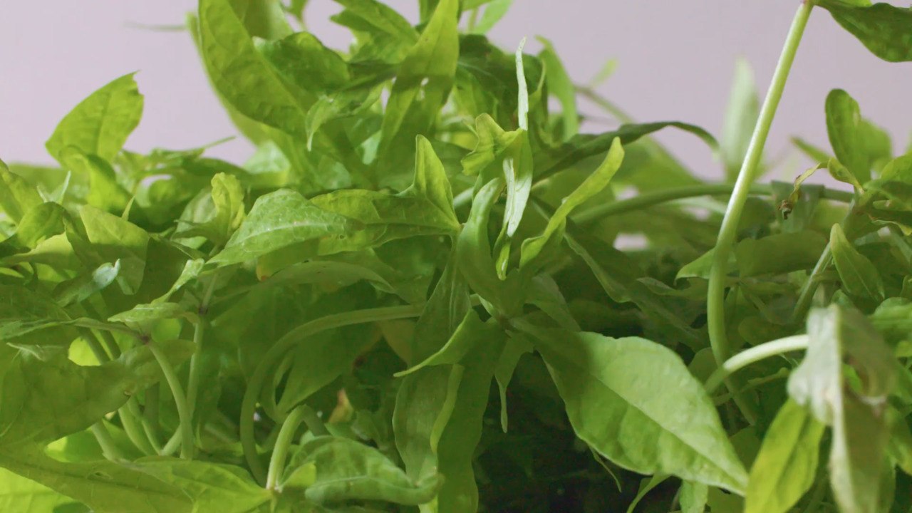 Everything You Need to Know About Sweet Potato Vine