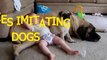Funny babies imitating dogs - Cute dog  baby compilation - Funny Videos Babies And Dog
