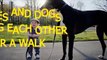 Babies and dogs take each other for a walk - Funny and cute compilation -Top  Funny Videos For Babies