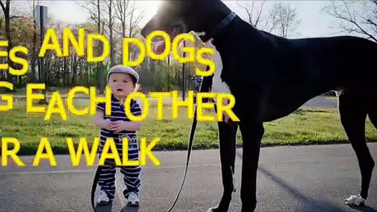 Babies and dogs take each other for a walk - Funny and cute compilation -Top  Funny Videos For Babies