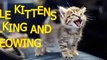 Little kittens meowing and talking - Cute cat compilation - Funny Kittens Videos Compilation