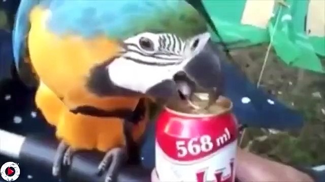 50 Çeşit Şişe Kapağı Açma Yöntemi!