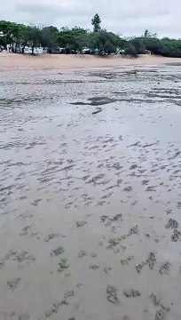 Blue Soldier Crabs Army Quickly Disappears into the Sand