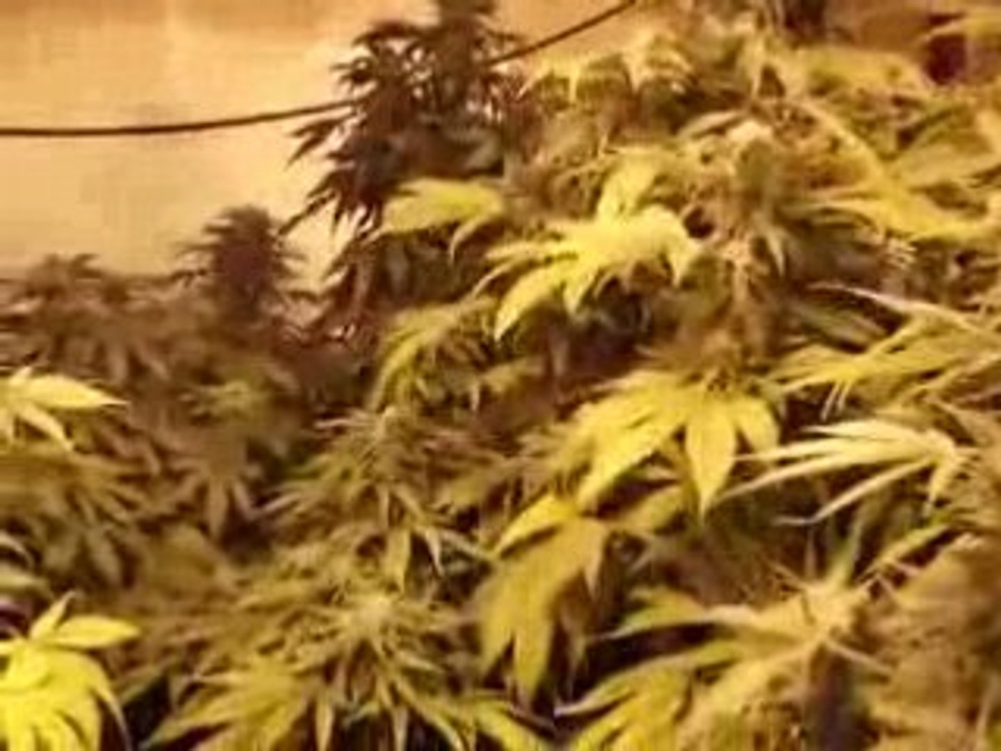 ⁣My legal marijuana Garden!!!