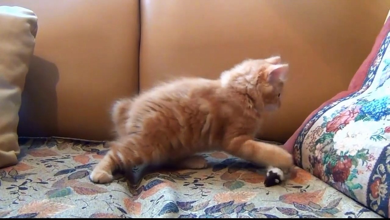 funniest cute cats 2023