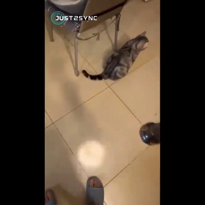 Funniest cats every - Try to hold your laugh - Funny Cats Life with their owner part 2