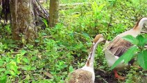 Duck Goose Is Walking Towards His Resting Place || Goose Duck