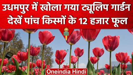 Udhampur Tulip Garden Kud खुला, पांच किस्मों के 12 हजार फूल खिले | वनइंडिया हिंदी #shorts