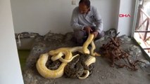 Piton ve boa yılanlarının korkusuz bakıcıları
