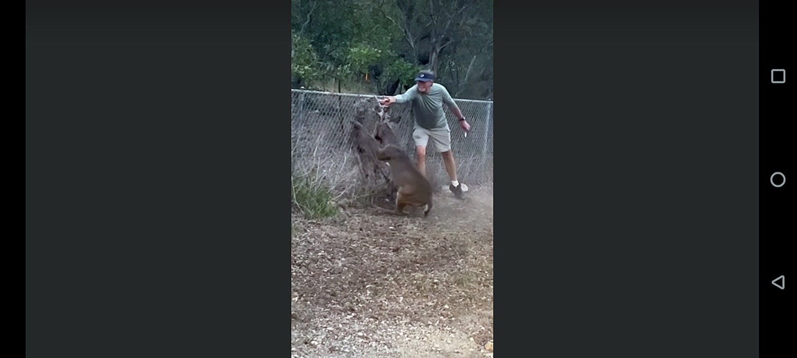 I freed two deers rescued caught together in wires