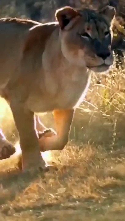 Very_Cute_lion_and_mother_Amazing_video_#shorts_#maliksaeedskg(360p)