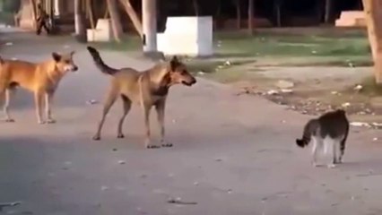 القط الشجاع الذى ادهش العالم