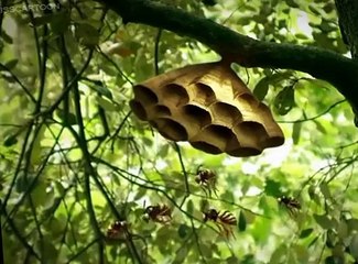 Minuscule Minuscule S03 E001 On Your Mark, Get Set, Go!