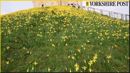 Daffodils out around Clifford's Tower York