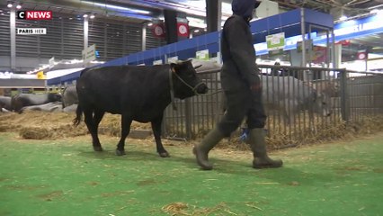 Dans les coulisses du Salon de l’agriculture