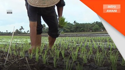 Sidang Dewan Rakyat | Kerajaan akan lancar Skim Takaful Tanaman Padi