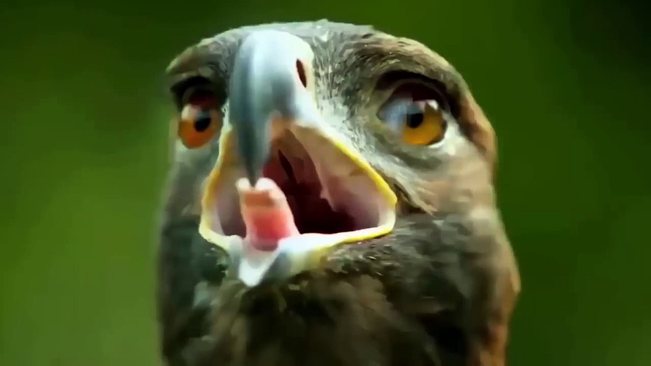 びっくり！ワシが鋭い爪で突然キツネを攻撃し、キツネが時間通りに手を回す