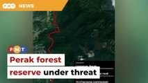 Group claims proposed road to cut through Perak forest reserve