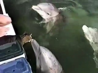 Дельфины обожают котиков