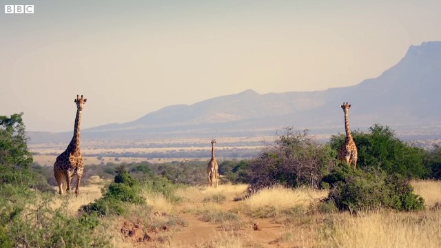 Cheetahs Enter Stealth Mode - The Cheetah Family & Me - BBC Earth