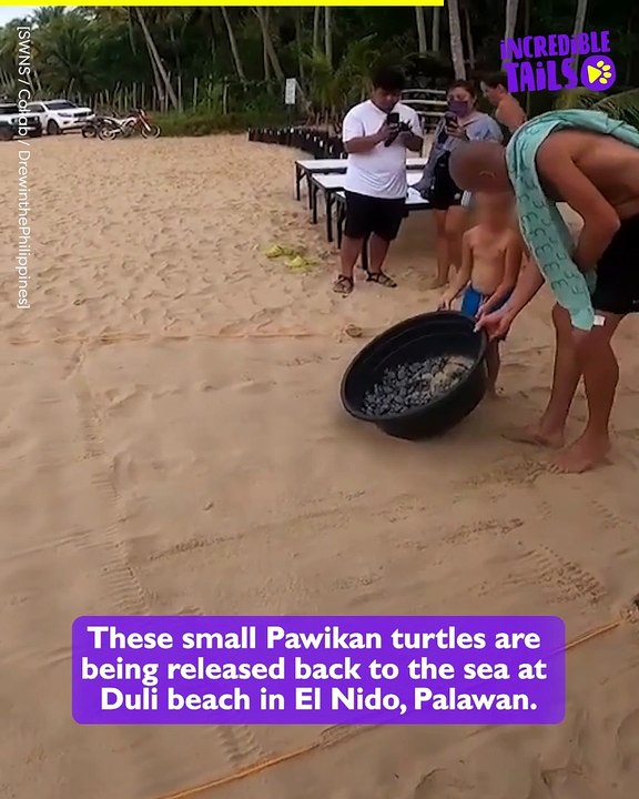 Baby Turtles Get Released: A Heartwarming Rescue Story