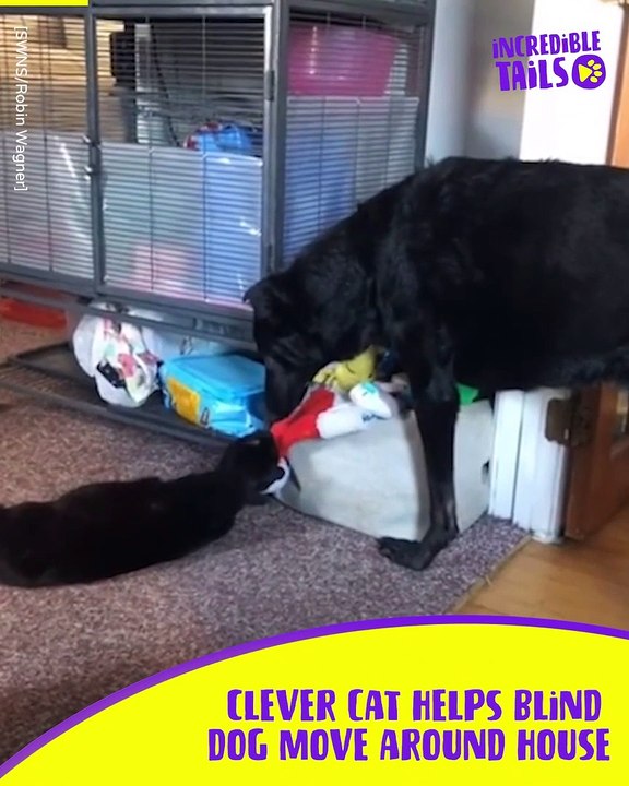 Pet Cat Looks After Blind Dog Brother: An Unlik...