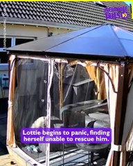 Hero Dog Saves Brother from Falling in Hottub