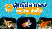 9 สายพันธุ์ปลาทองยอดนิยม สวยงามน่าเลี้ยง