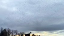 Stunning starling murmuration forms animal shapes of whale, bird and rabbit