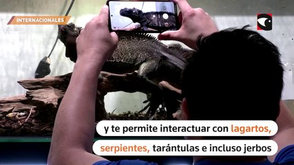 Abrieron un café bar en Malasia con la propuesta de experimentar con réptiles