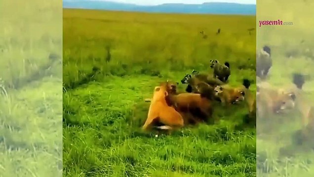 Ormanların Kralı sırtlanlardan son anda kurtuldu! Vahşi doğada...