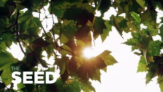 THE SEED __ Inspirational Short Film