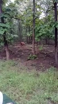 बाघ की दहाड़ से थर्रा उठा कैलाशपुर जंगल, गुर्राहट सुन दहशत में लोग