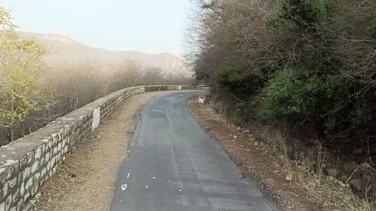 अलवर शहर के समीप घूम रहा बाघ का शावक,देखे वीडियो