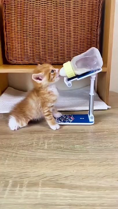Funny cat