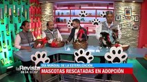 Promueven campaña de esterilización y adopción de mascotas en Cochabamba