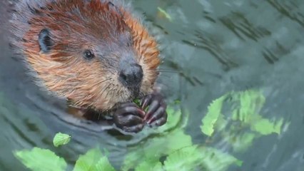Nel Tevere tornano i castori, mancavano dal 1500