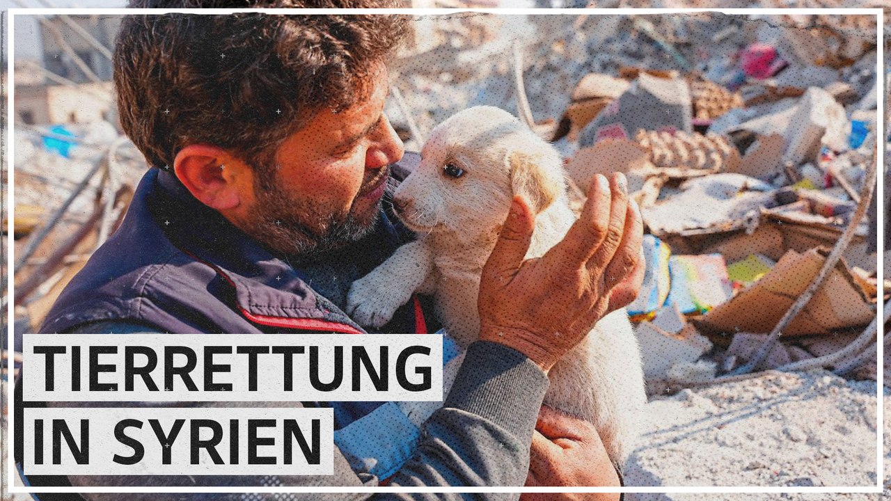 Freiwillige in Syrien: Haustiererettung nach Erdbeben.