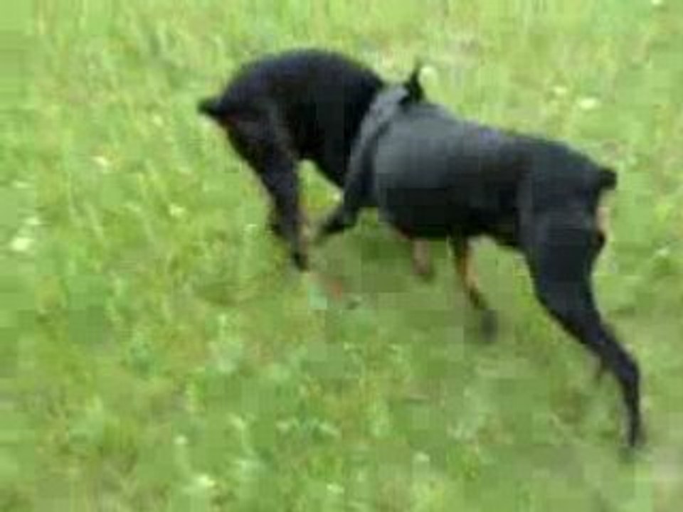 titi et alter sigean