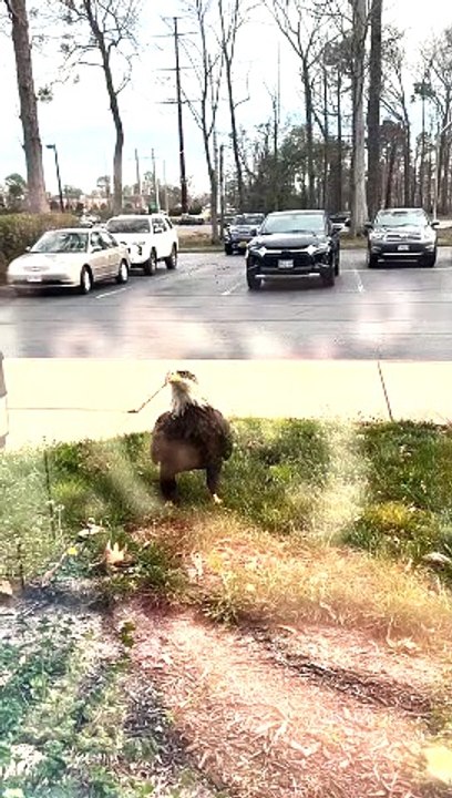 Eagle Works Hard For Its Dinner