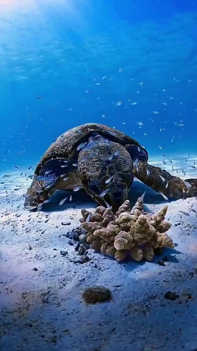 Albert The Curious Loggerhead Turtle
